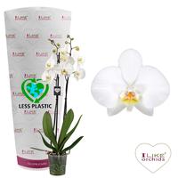 Phalaenopsis hybrid Leeds (Less Plastic)