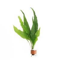 Microsorum pteropus BUNDEL 5cm Tray 10 × 60 £ 1.74 (Tray) £ 1.71 Shelf £ 1.71 Trolley Tray £ 1.74 × 10 (0.3%)