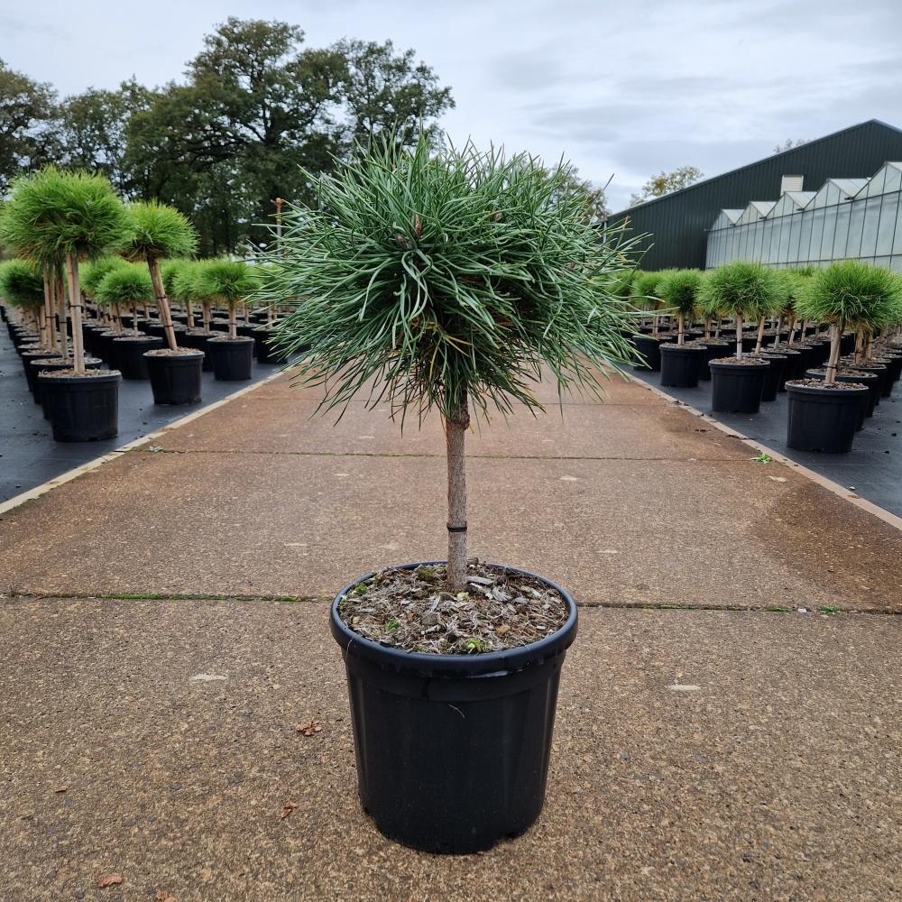 Picture of Pinus nigra Blue Pearl C8 20/STD