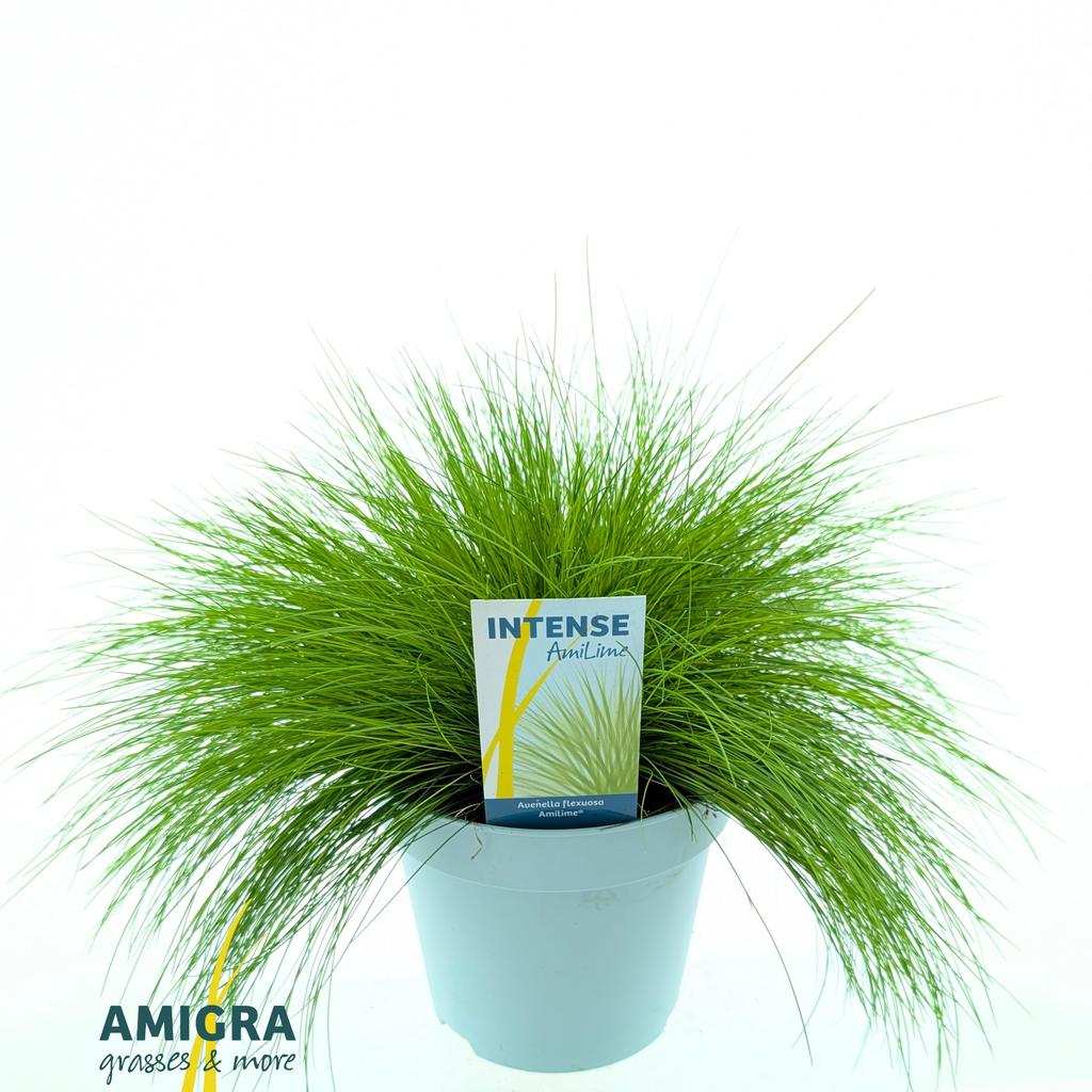 Obrázok z Deschampsia flexuosa AmiLime® P17 (2 Ltr)