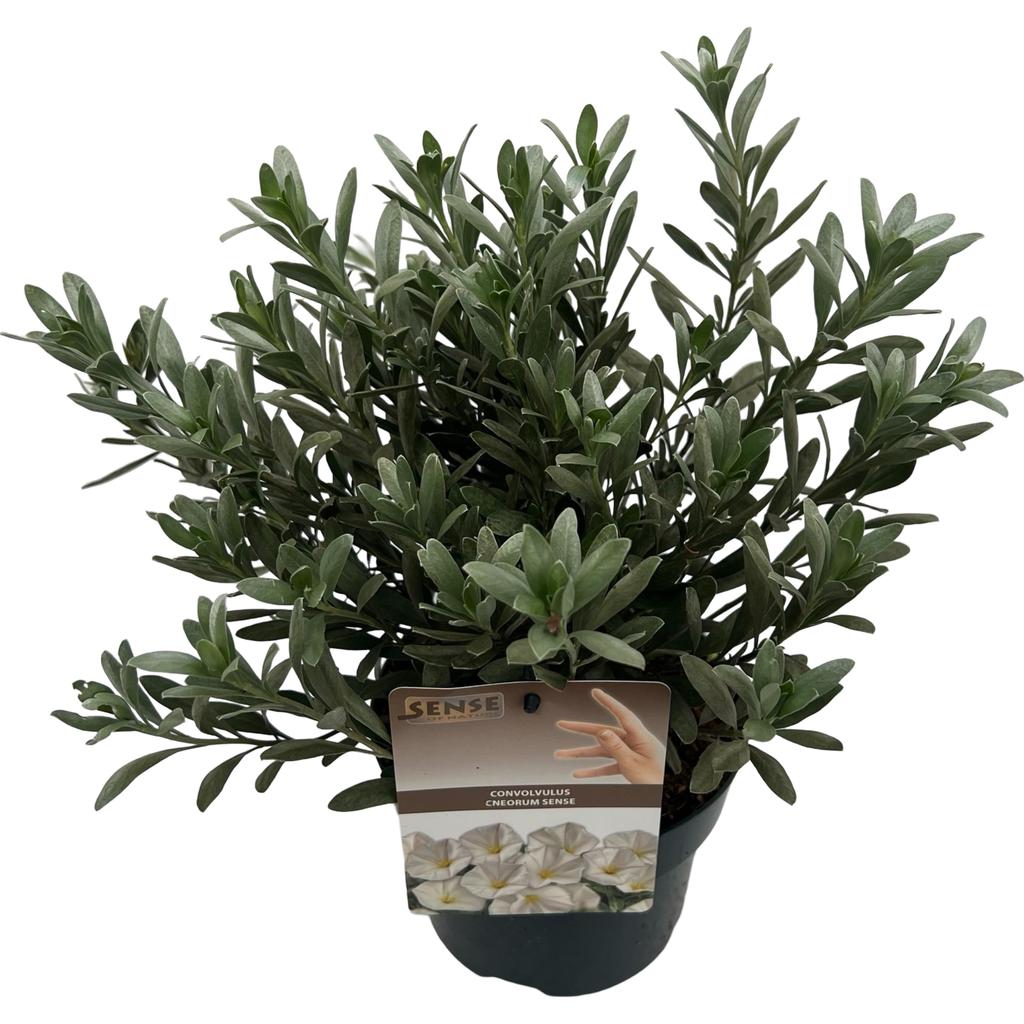 Picture of Convolvulus cneorum P17 (2 Ltr)