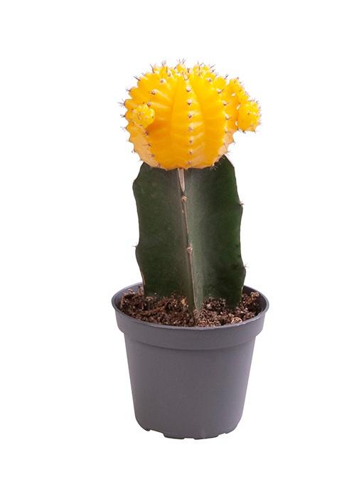 Billede af Gymnocalycium Mihanovichii Yellow artificially propagated P6 15CM