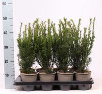 Taxus media Groenland