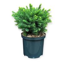 Picea o. Karel