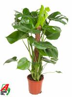 Monstera deliciosa Moss Stick