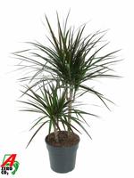 Dracaena Magenta 30-10