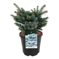 Picea pung. Glauca Globosa