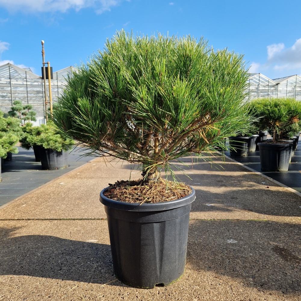 Picture of Pinus densiflora Alice Verkade C20 80CM