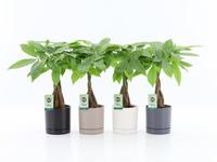 Pachira Aquatica twisted stem in Hainan ceramics 4 colours