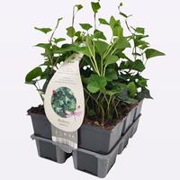 Hedera hel. Hibernica