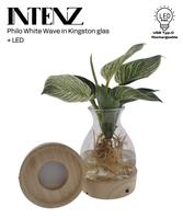 Hydroponic White Wave in Kingston glass + LED