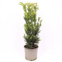 Taxus media Hillii
