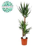 Yucca 90-45-20