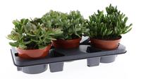 Crassula mix