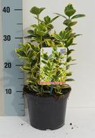 Euonymus jap. Marieke