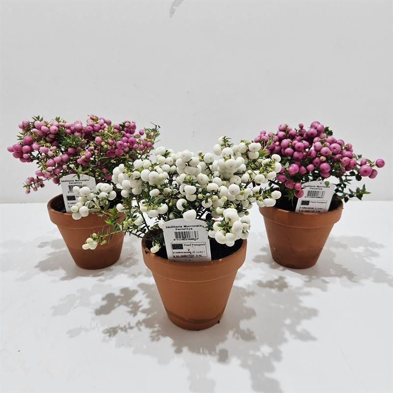 Picture of Gaultheria mucronata in Terracotta in varieties P12