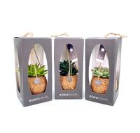 Kokodama Gift Package Succulent