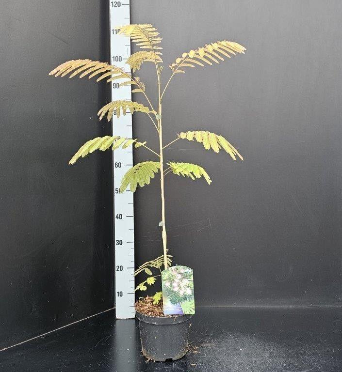 Billede af Albizia julibrissin Rosea P19 (3 Ltr)