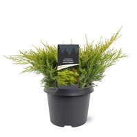 Juniperus pfit. Gold Coast
