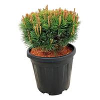 Pinus mugo Mops