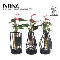 Anthurium mix in Turijn glass + led