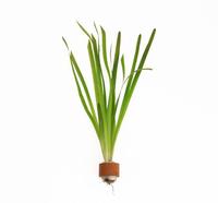 Vallisneria giganthea rubra BUNDEL 5cm Tray 10 × 60 £ 1.87 (Tray) £ 1.85 Shelf £ 1.84 Trolley Tray £ 1.87 × 10 (0.3%)