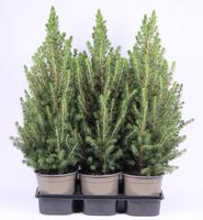 Picea gl. Conica