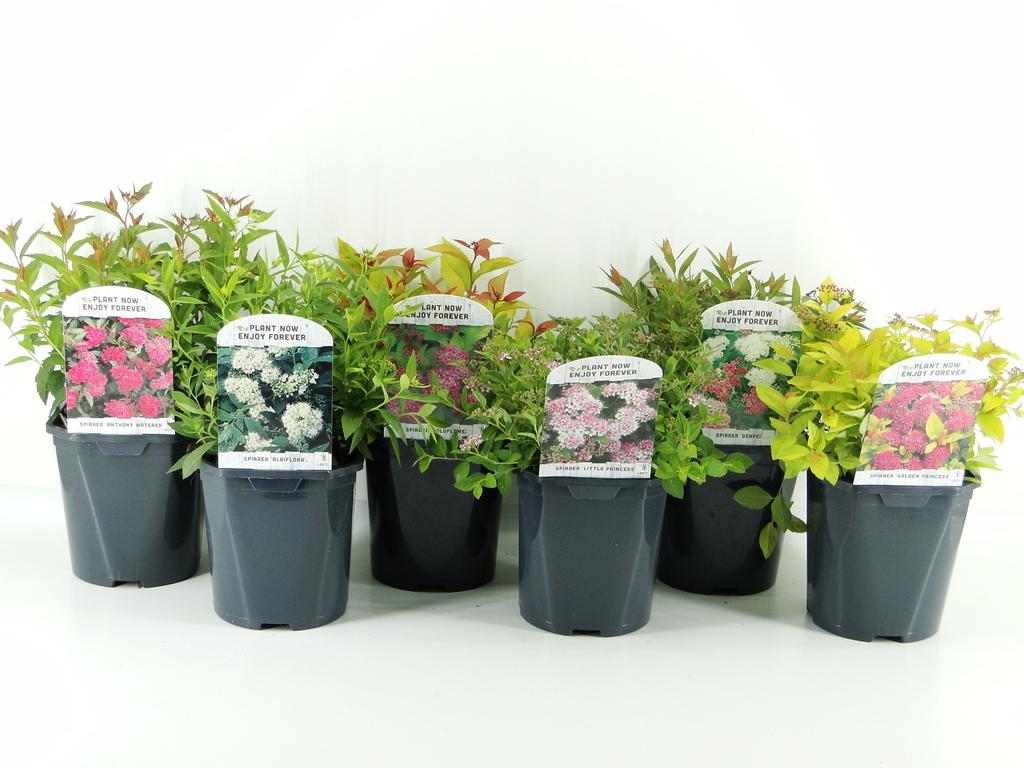 Picture of Spiraea jap. in varieties P17 (2 Ltr)