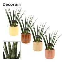 Sansevieria Fernwood in Liam (Coffee blend-collection)
