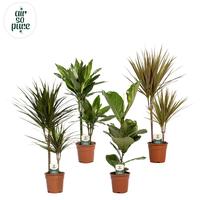 Houseplants in 4 varieties Air so Pure