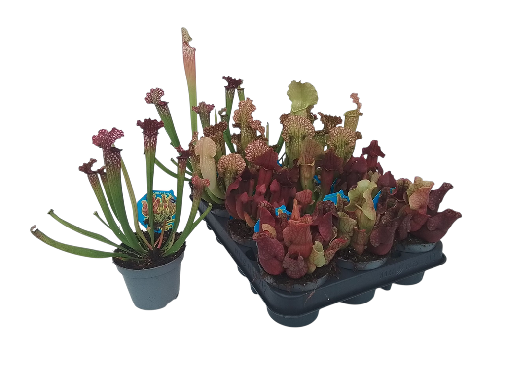 Picture of Sarracenia in varieties Hybrid (Carnivorous) P9 10CM