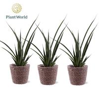 Sansevieria kirkii Friends in Trendy basket