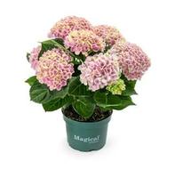 Hydrangea macr. Magical Revolution Pink 3-5 Flowers