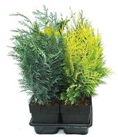 Conifers in varieties upright