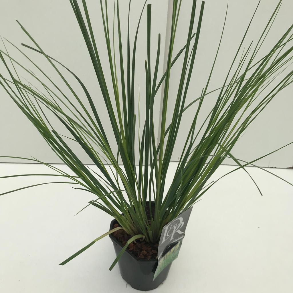 Picture of Cortaderia sell. Mini Pampas P17 (2 Ltr) Square