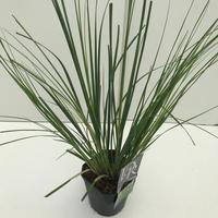 Cortaderia sell. Green Minipampas