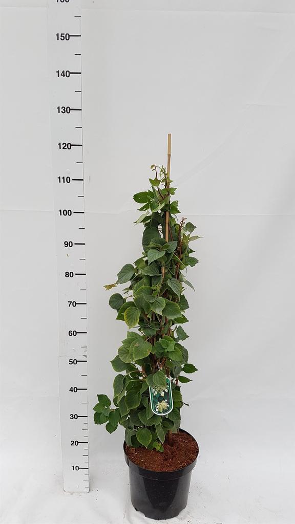 Picture of Schizophragma hydrangeoides Moonlight P26 (7.5 Ltr)