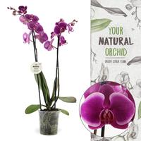 Phalaenopsis Durban Your Natural Orchid