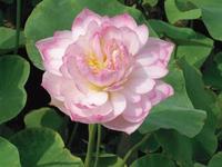 Nelumbo nucifera pink
