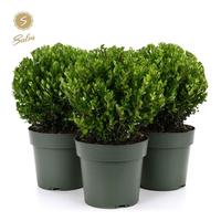 Ilex cr. Jenny