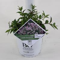 Deutzia Yuki Cherry Blossom ®
