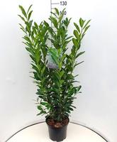 Prunus l. Elly