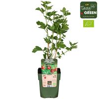 Ribes uva-crispa Captivator
