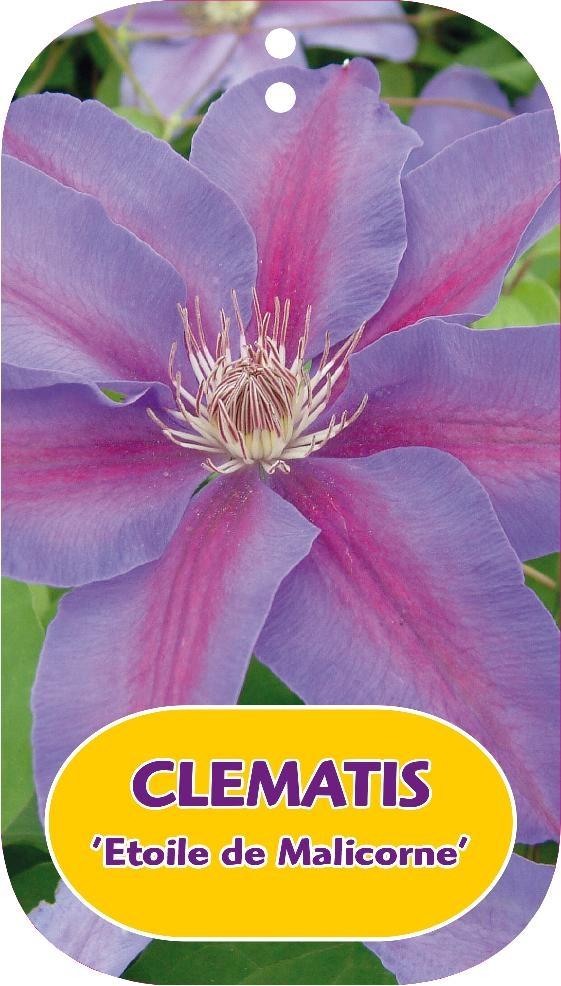 Picture of Clematis Etoile de Malicorne P15 (2 Ltr/high) 80/100