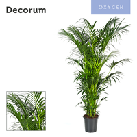 Howea forsteriana 300cm (Kentia) 20pp