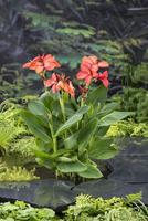 Canna Cleo waterplants