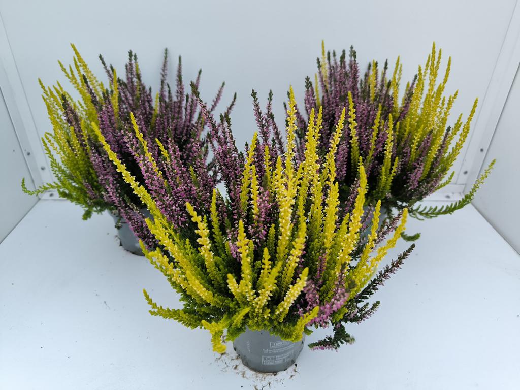 Picture of Calluna Beauty Ladies Twins VIOLET-YELLOW P10.5 26CM