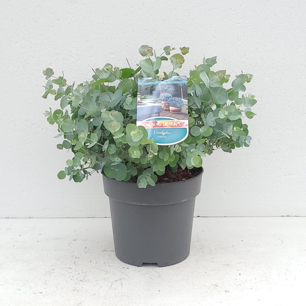 Picture of Eucalyptus cinerea in varieties P23 (5 Ltr)
