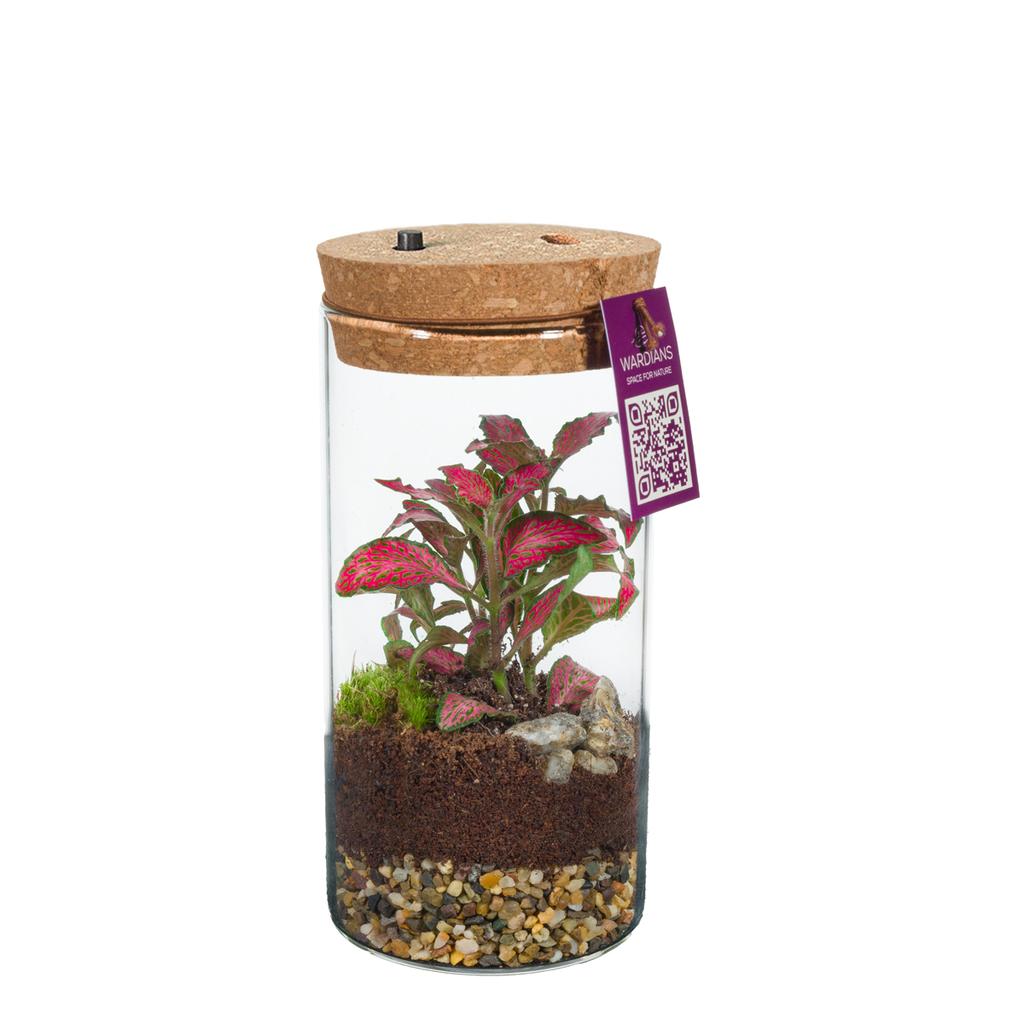 Obrazek Wardians Terrarium - Sirius medium + LED (USB-C rechargeable) P8 16CM