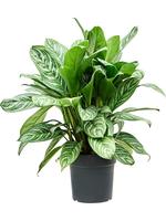 Aglaonema Stripes